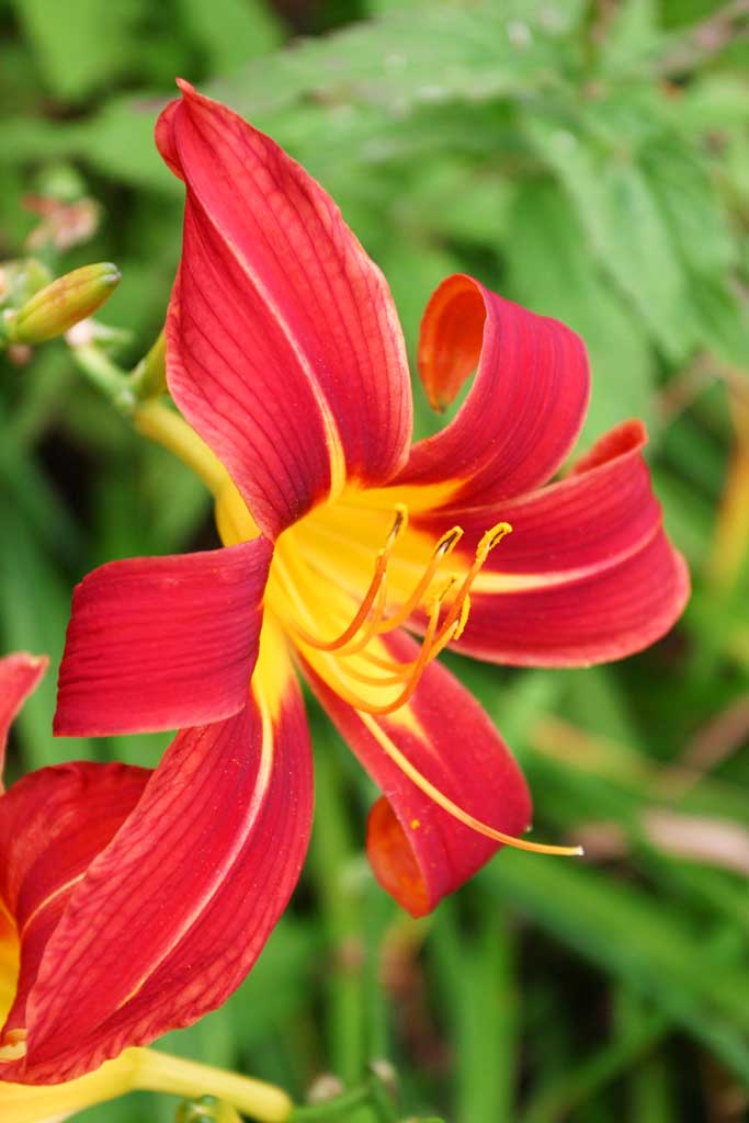 foto,tela,gratis,paisaje,fotografa,idea,Flor roja, Rojo, Pngase amarillo, , 