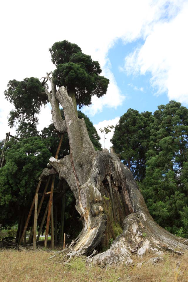 Foto, materieel, vrij, landschap, schilderstuk, bevoorraden foto,Amitabha cedar, , , , 