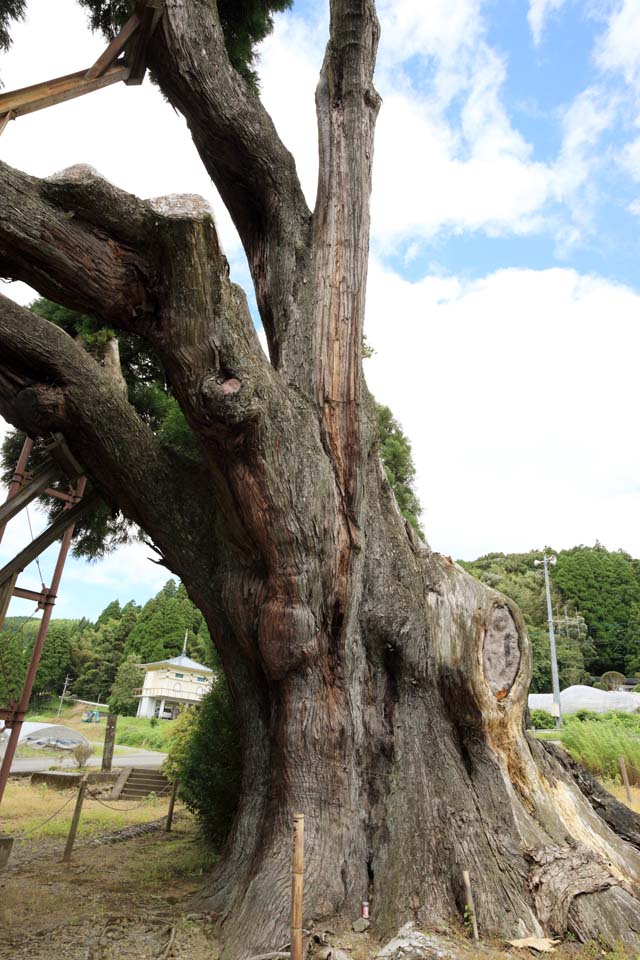 Foto, materieel, vrij, landschap, schilderstuk, bevoorraden foto,Amitabha cedar, , , , 