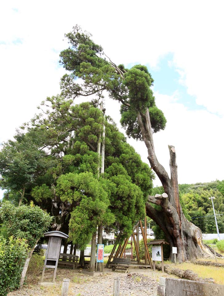 foto,tela,gratis,paisaje,fotografa,idea,Amitabha cedar, , , , 