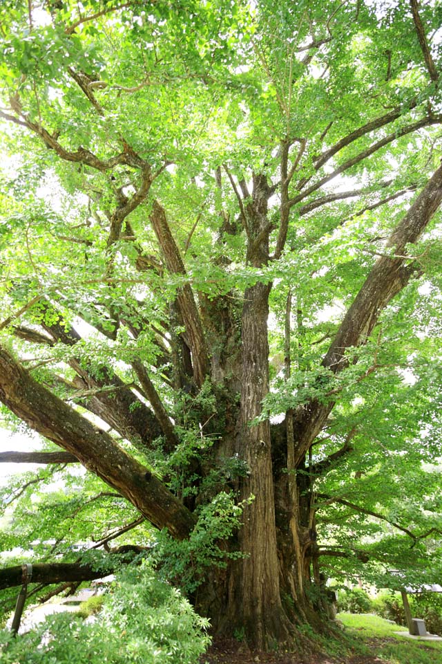 Foto, materieel, vrij, landschap, schilderstuk, bevoorraden foto,Grote ginkgo van terugtrekken uit het kasteel, , , , 