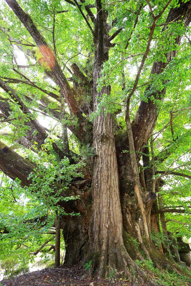 foto,tela,gratis,paisaje,fotografa,idea,Gran ginkgo de retirarse del castillo, , , , 