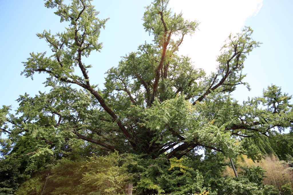 Foto, materiell, befreit, Landschaft, Bild, hat Foto auf Lager,Groe ginkgo der Rcktritt vom Schloss, , , , 