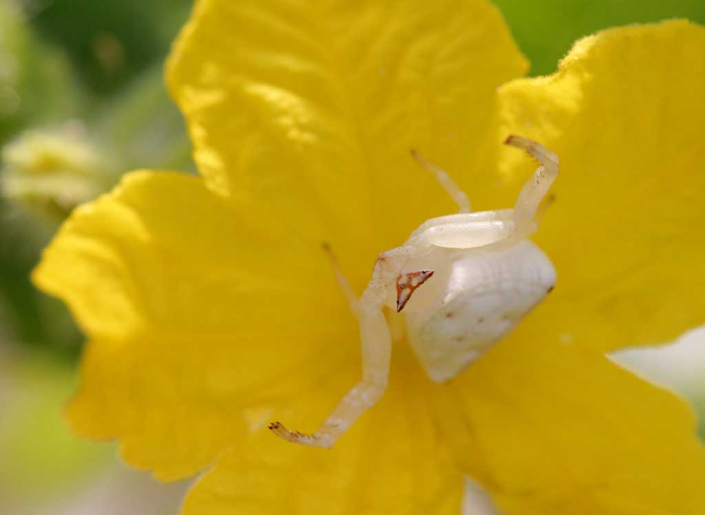 Foto, materiell, befreit, Landschaft, Bild, hat Foto auf Lager,Blhen Sie Spinne, Blume, Spinne, , Wolke