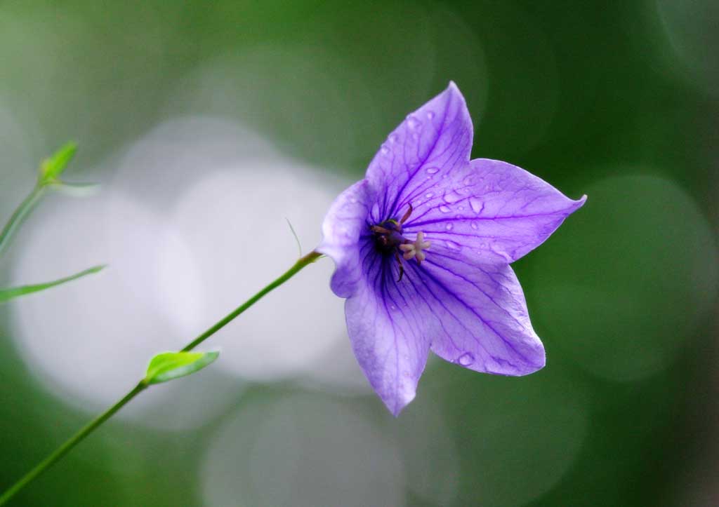 Foto, materieel, vrij, landschap, schilderstuk, bevoorraden foto,Baloonflower, Balloonflower, , Dauw, Blauw