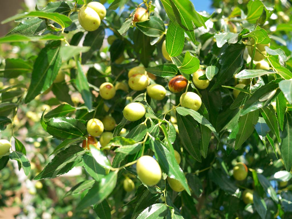 fotografia, materiale, libero il panorama, dipinga, fotografia di scorta,Jujube, , , , 