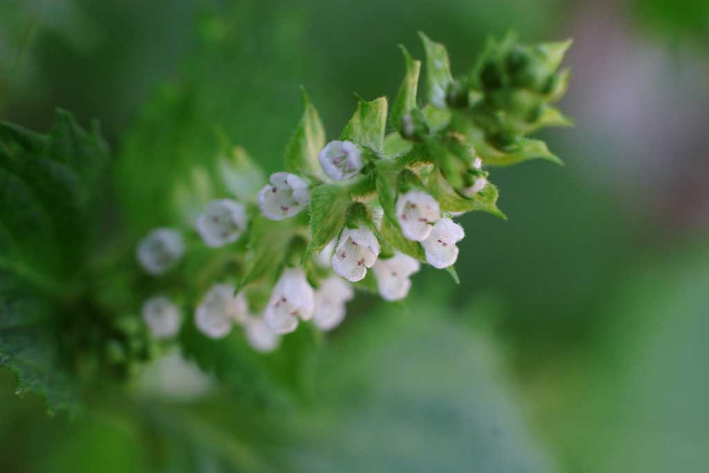 foto,tela,gratis,paisaje,fotografa,idea,Flores de shizo, Albahaca japonesa verde, , , 