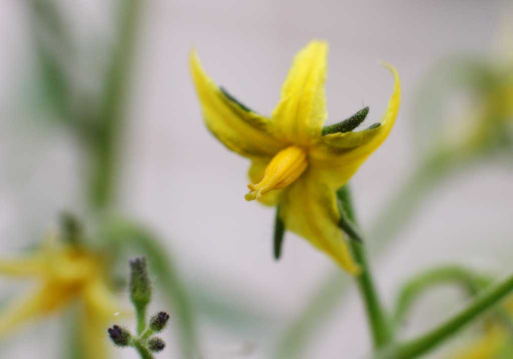 fotografia, materiale, libero il panorama, dipinga, fotografia di scorta,Fiore di pomodoro, pomodoro, , giallo, 