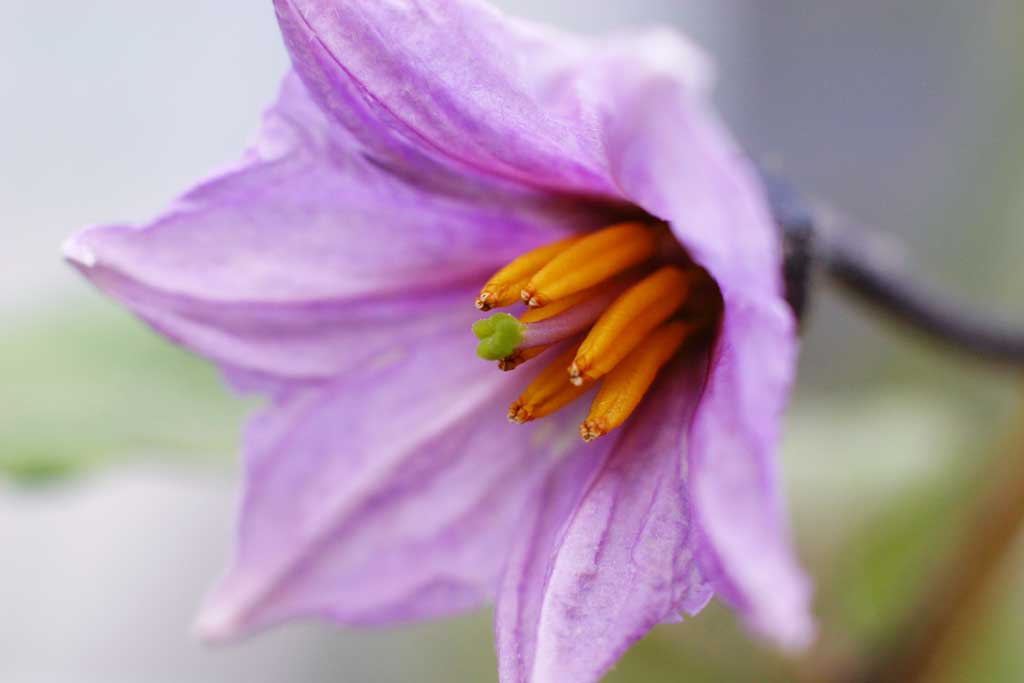 fotografia, materiale, libero il panorama, dipinga, fotografia di scorta,Fiore di melanzana, melanzana, , , imporpori