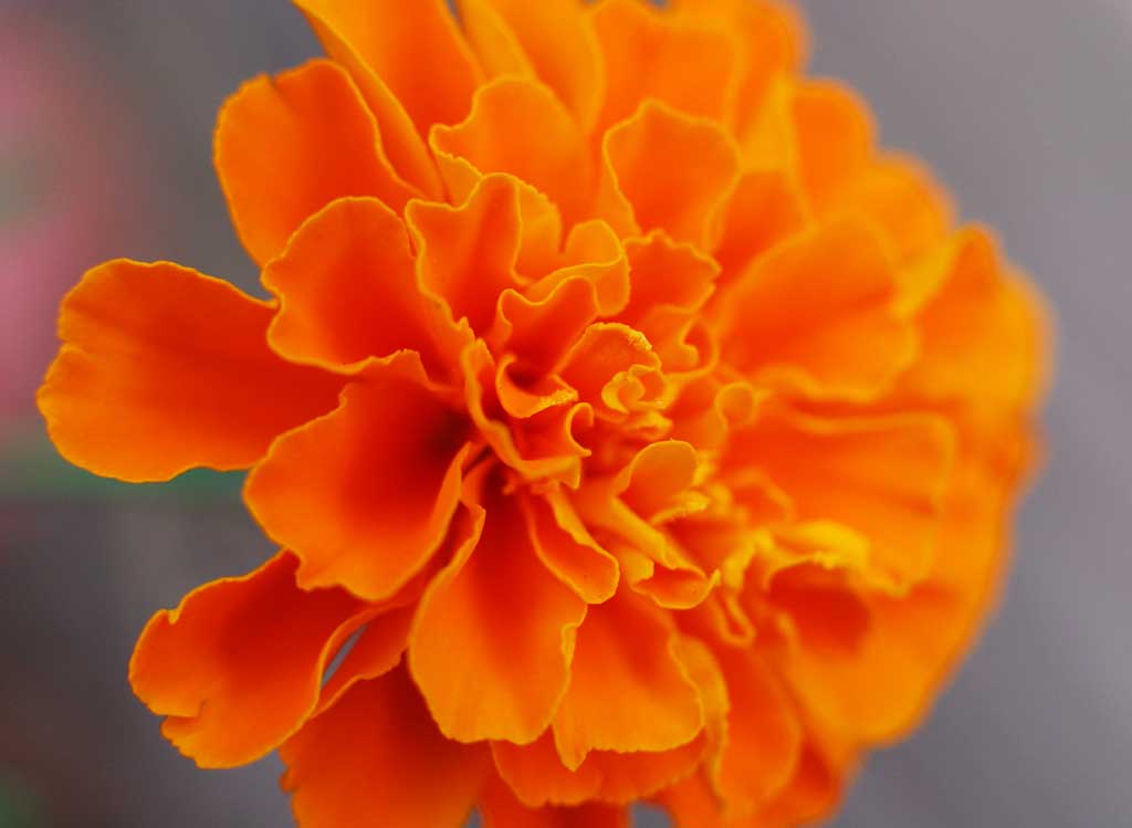 photo,material,free,landscape,picture,stock photo,Creative Commons,Marigold, marigold, , , 