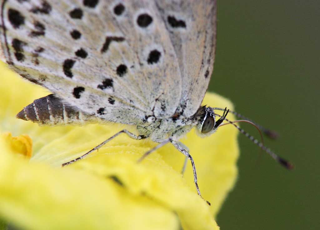 photo,material,free,landscape,picture,stock photo,Creative Commons,Small butterfly, blue butterfly, , butterfly, 