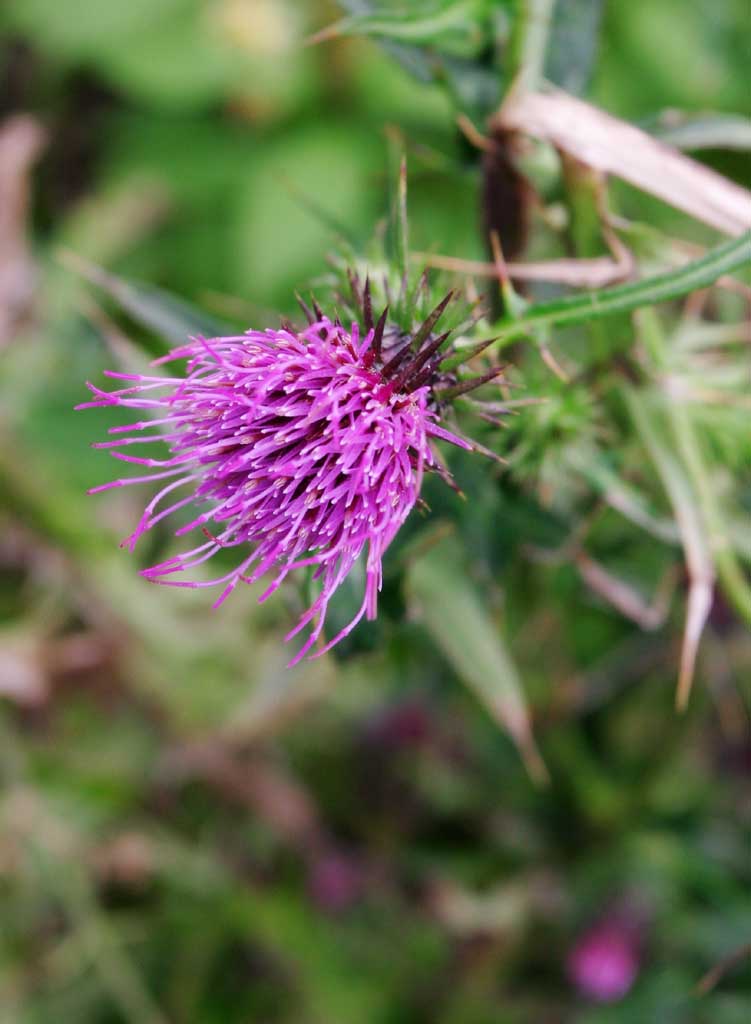 photo,material,free,landscape,picture,stock photo,Creative Commons,Thistle flower, thistle, , , purplish red