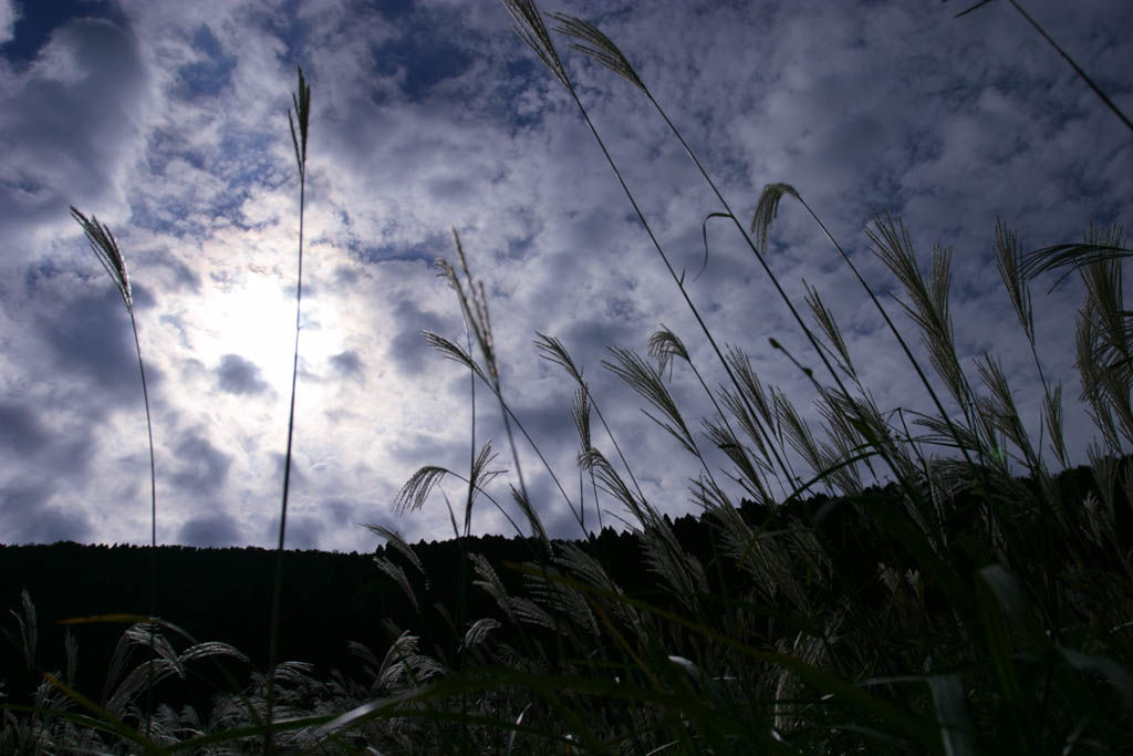 Foto, materiell, befreit, Landschaft, Bild, hat Foto auf Lager,Fein legte tiefgrndiges silbernes Gras ab, versilbern Sie Gras, , , Weideland