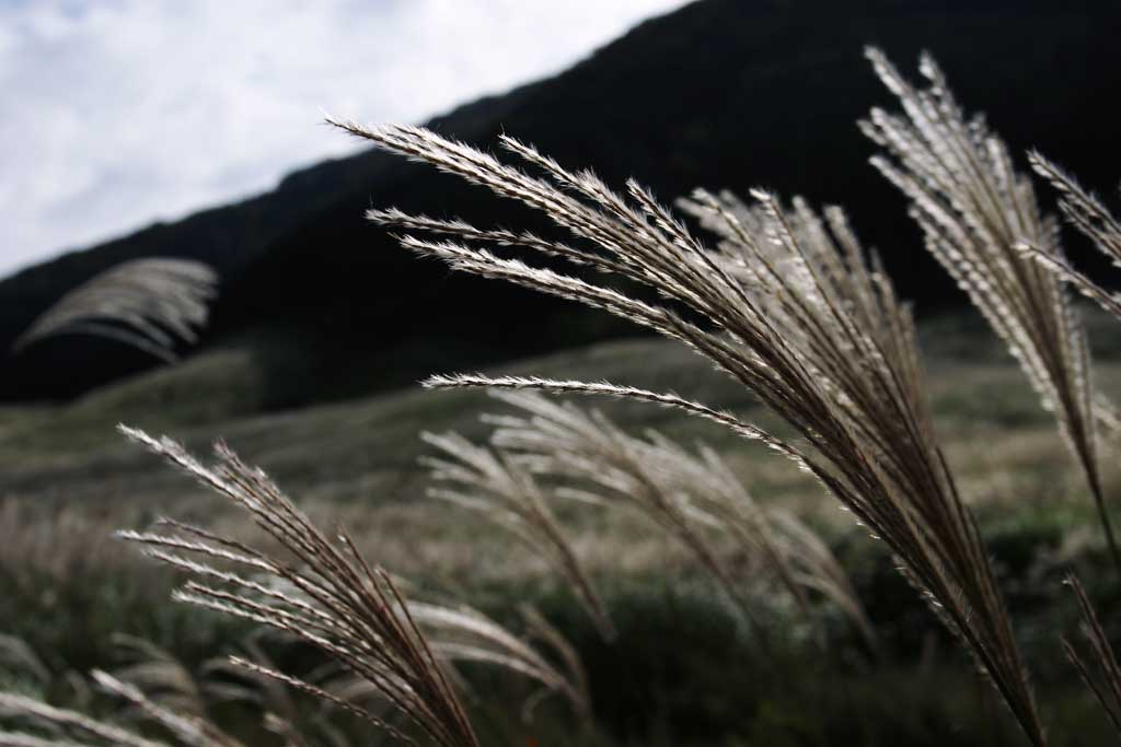 photo, la matire, libre, amnage, dcrivez, photo de la rserve,Argentez l'herbe, herbe argent, , , prairie