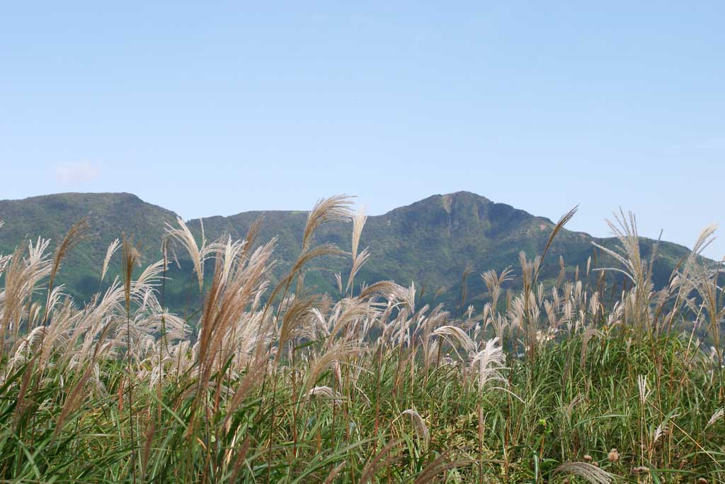 photo,material,free,landscape,picture,stock photo,Creative Commons,Silver grass, silver grass, , , grassland