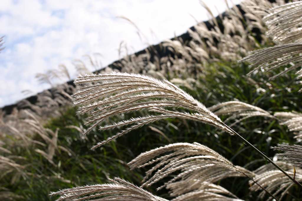 foto,tela,gratis,paisaje,fotografa,idea,Gramneas de Sengokubara, Csped de plata, , , Prado