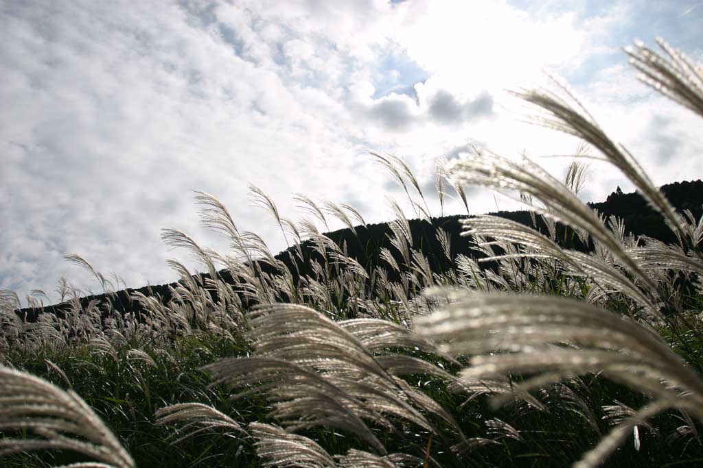 foto,tela,gratis,paisaje,fotografa,idea,Gramneas de Sengokubara, Csped de plata, , , Prado