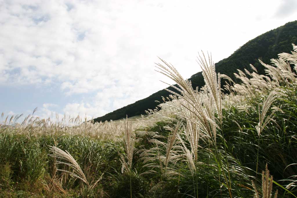 photo,material,free,landscape,picture,stock photo,Creative Commons,Silver grass, silver grass, , , grassland