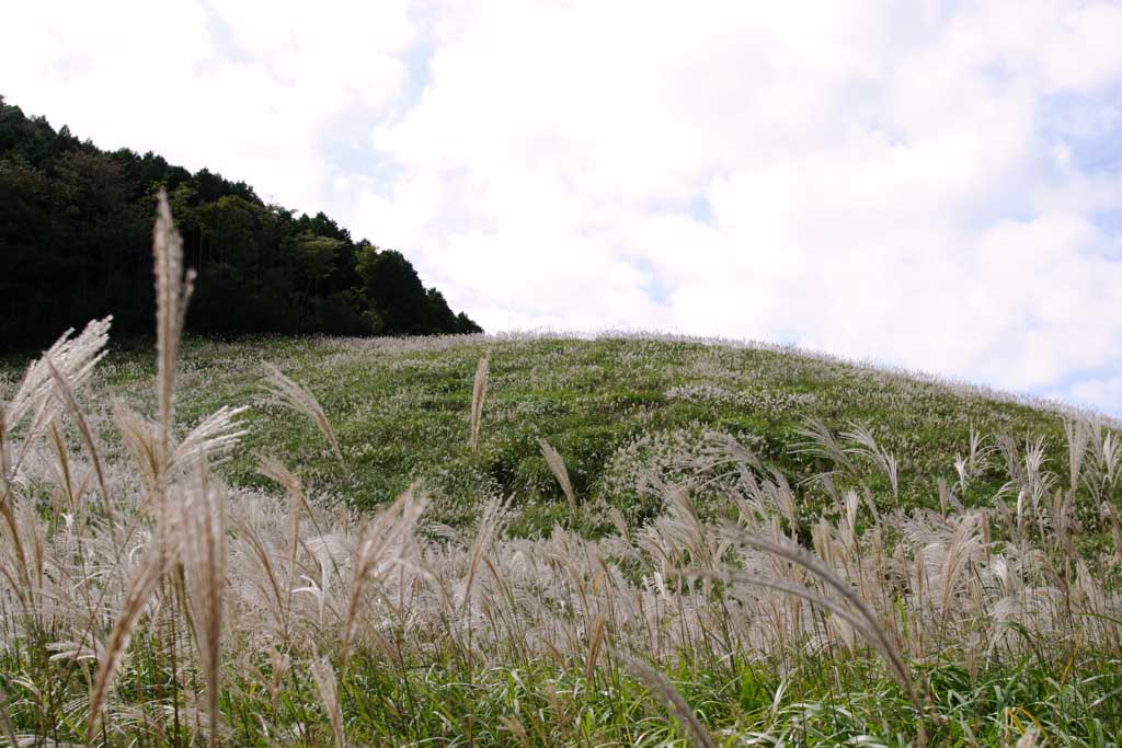 photo,material,free,landscape,picture,stock photo,Creative Commons,Silver grass, silver grass, , , grassland