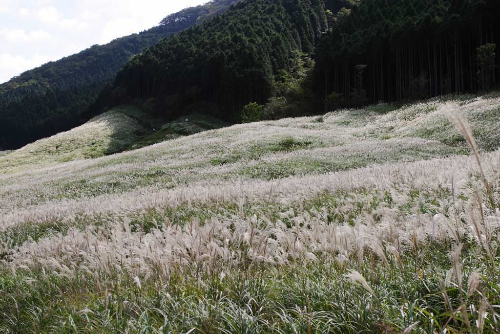 foto,tela,gratis,paisaje,fotografa,idea,Gramneas de Sengokubara, Csped de plata, , , Prado