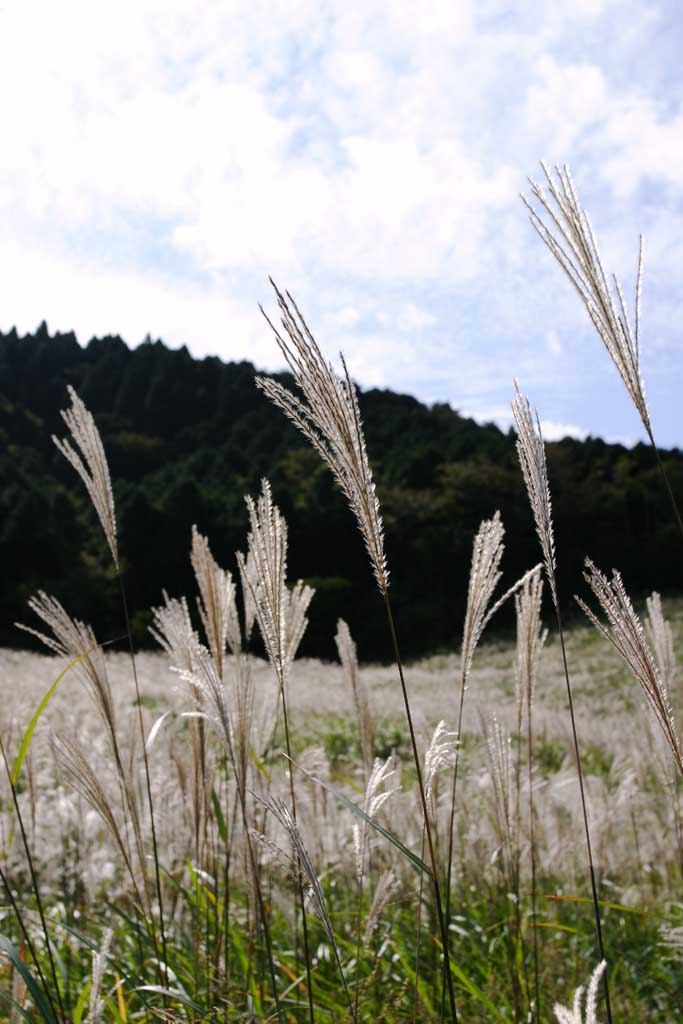 photo, la matire, libre, amnage, dcrivez, photo de la rserve,Argentez l'herbe, herbe argent, , , prairie