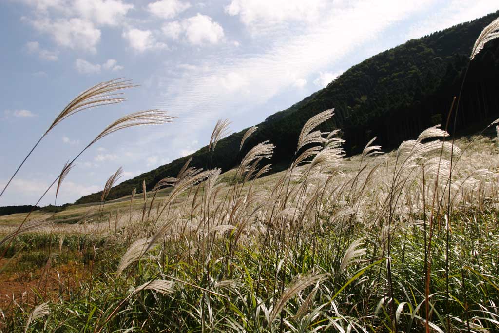 Foto, materiell, befreit, Landschaft, Bild, hat Foto auf Lager,Versilbern Sie Gras, versilbern Sie Gras, , , Weideland