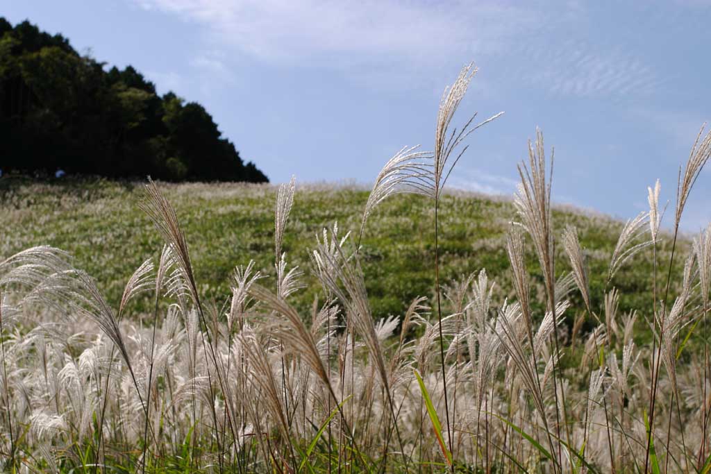 photo,material,free,landscape,picture,stock photo,Creative Commons,Silver grass, silver grass, , , grassland