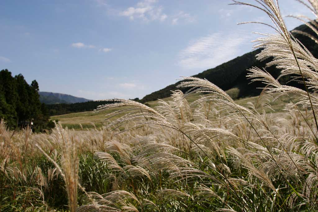 photo,material,free,landscape,picture,stock photo,Creative Commons,Silver grass, silver grass, , , grassland