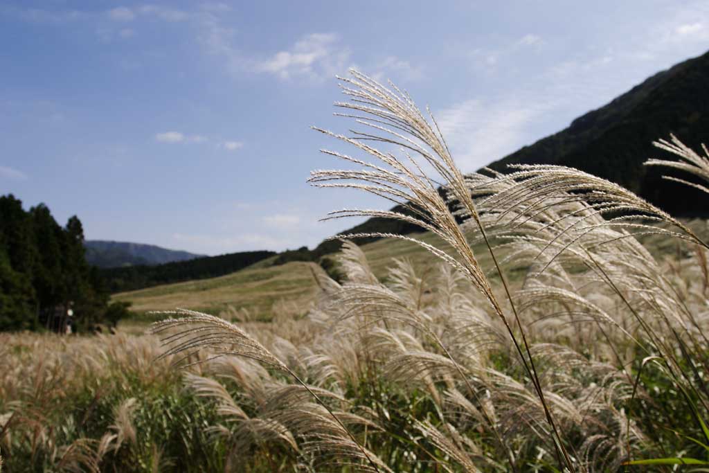 photo,material,free,landscape,picture,stock photo,Creative Commons,Silver grass, silver grass, , , grassland