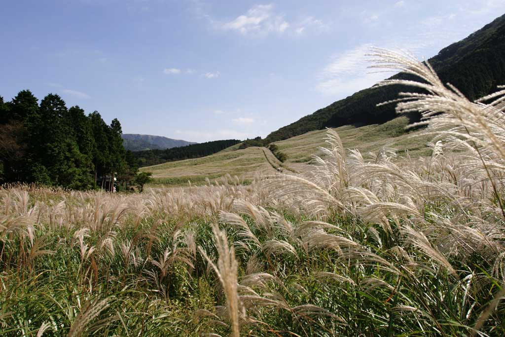 photo,material,free,landscape,picture,stock photo,Creative Commons,Silver grass, silver grass, , , grassland