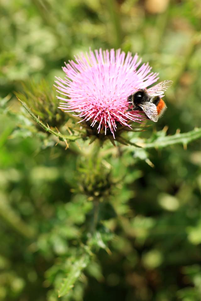photo,material,free,landscape,picture,stock photo,Creative Commons,thistle, , , , 
