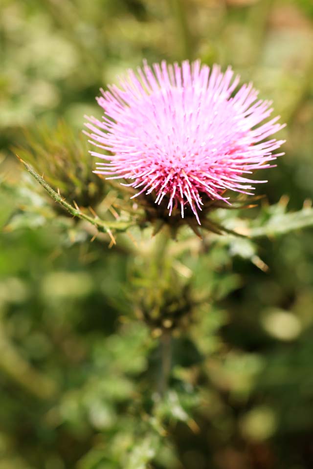 Foto, materiell, befreit, Landschaft, Bild, hat Foto auf Lager,Thistle, , , , 