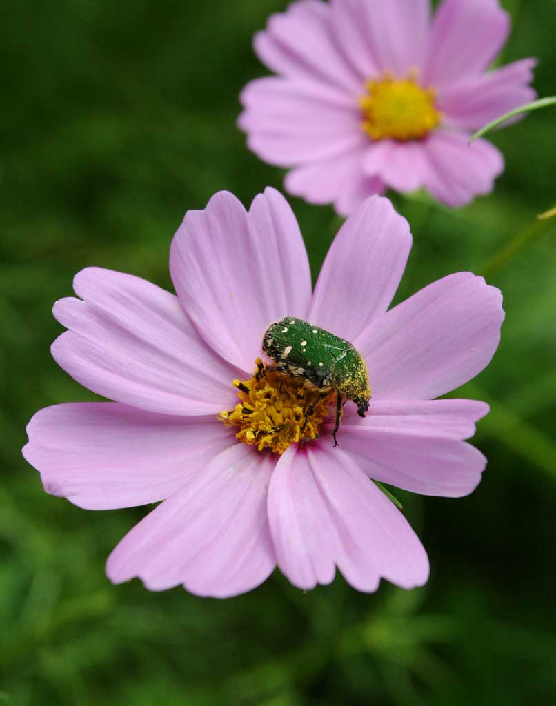 fotografia, materiale, libero il panorama, dipinga, fotografia di scorta,Cosmo delizioso , verde, coleottero, polline, garofano