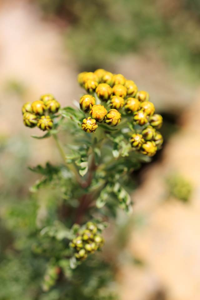 Foto, materieel, vrij, landschap, schilderstuk, bevoorraden foto,Gele bloemen, , , , 