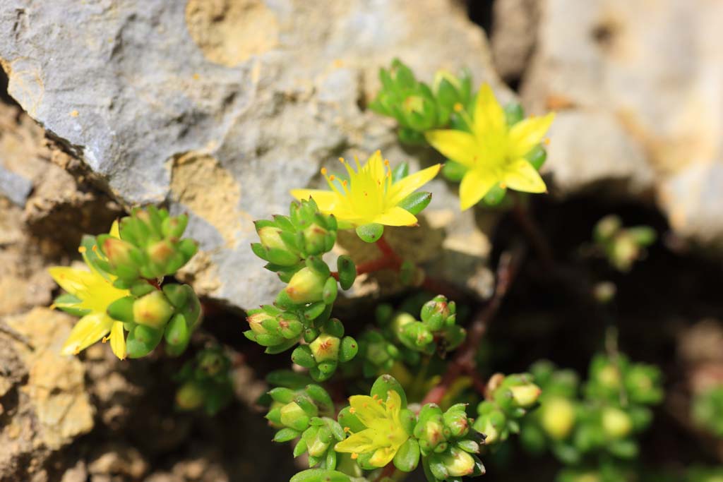 Foto, materieel, vrij, landschap, schilderstuk, bevoorraden foto,Gele bloemen, , , , 