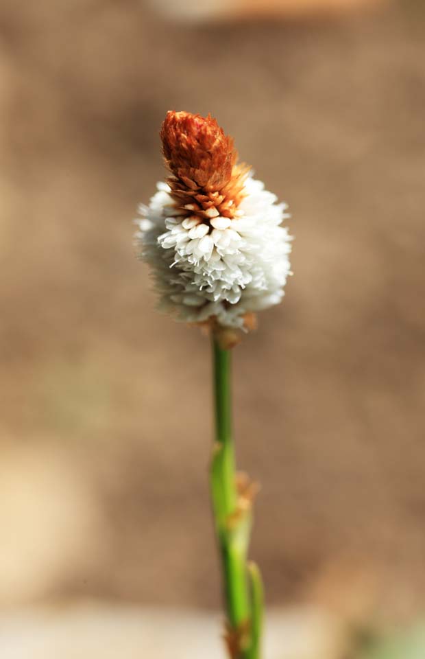 photo,material,free,landscape,picture,stock photo,Creative Commons,White flower, , , , 