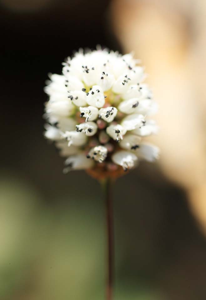 photo,material,free,landscape,picture,stock photo,Creative Commons,White flower, , , , 