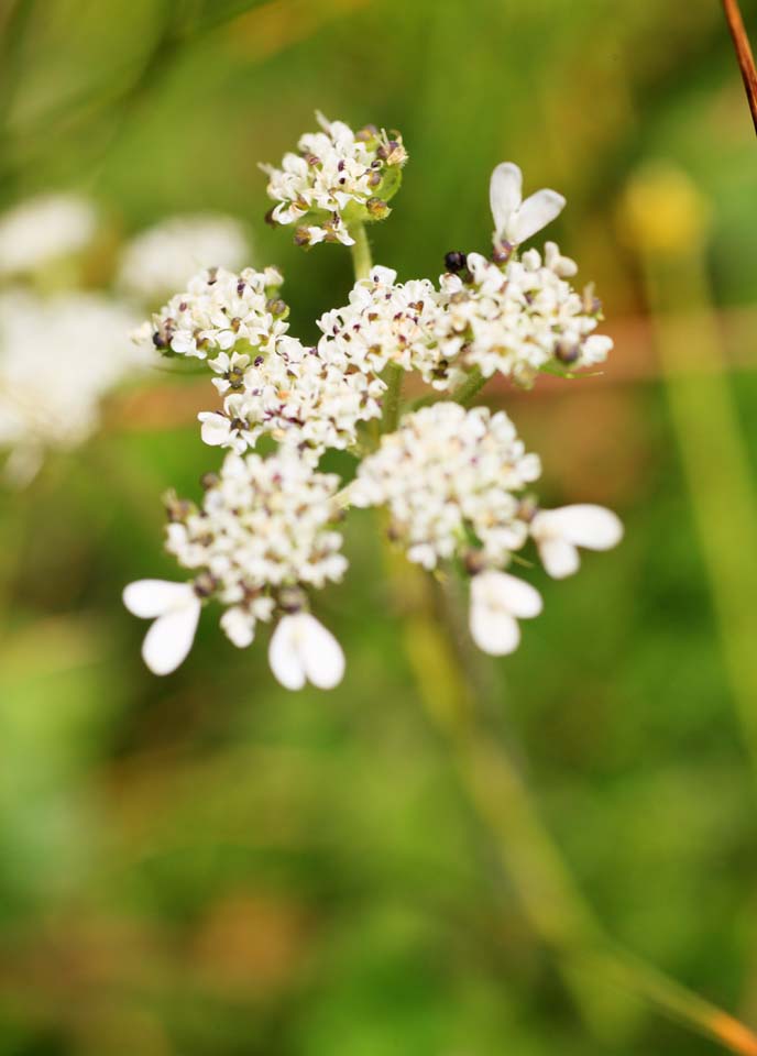 Foto, materieel, vrij, landschap, schilderstuk, bevoorraden foto,Witte bloem, , , , 