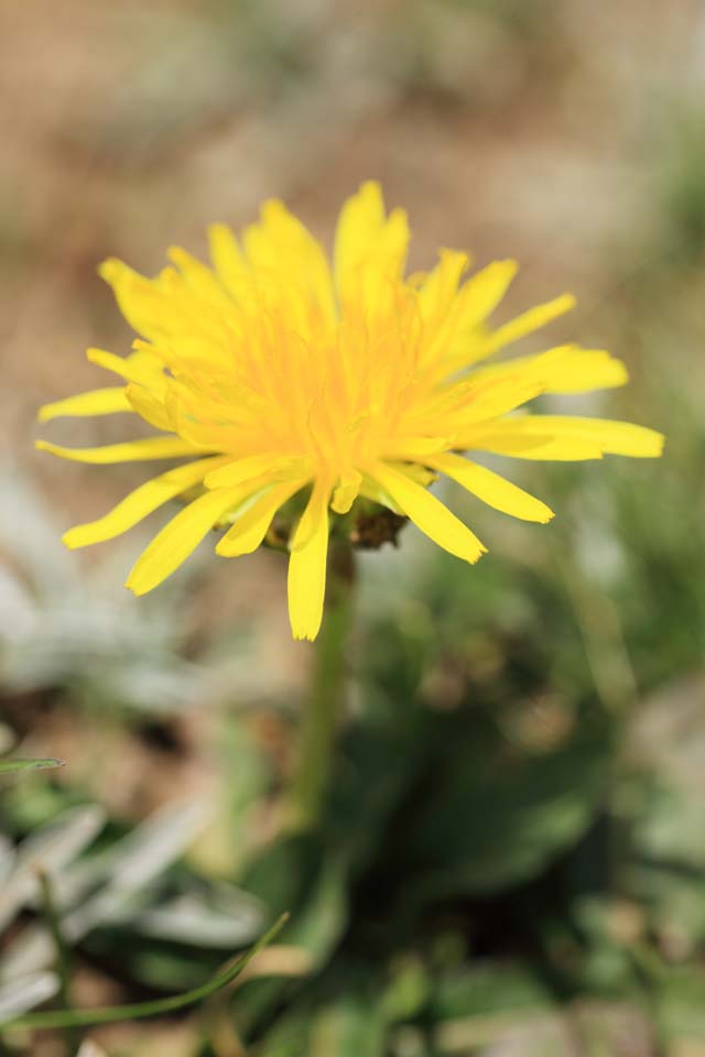 Foto, materieel, vrij, landschap, schilderstuk, bevoorraden foto,Dandelion, , , , 