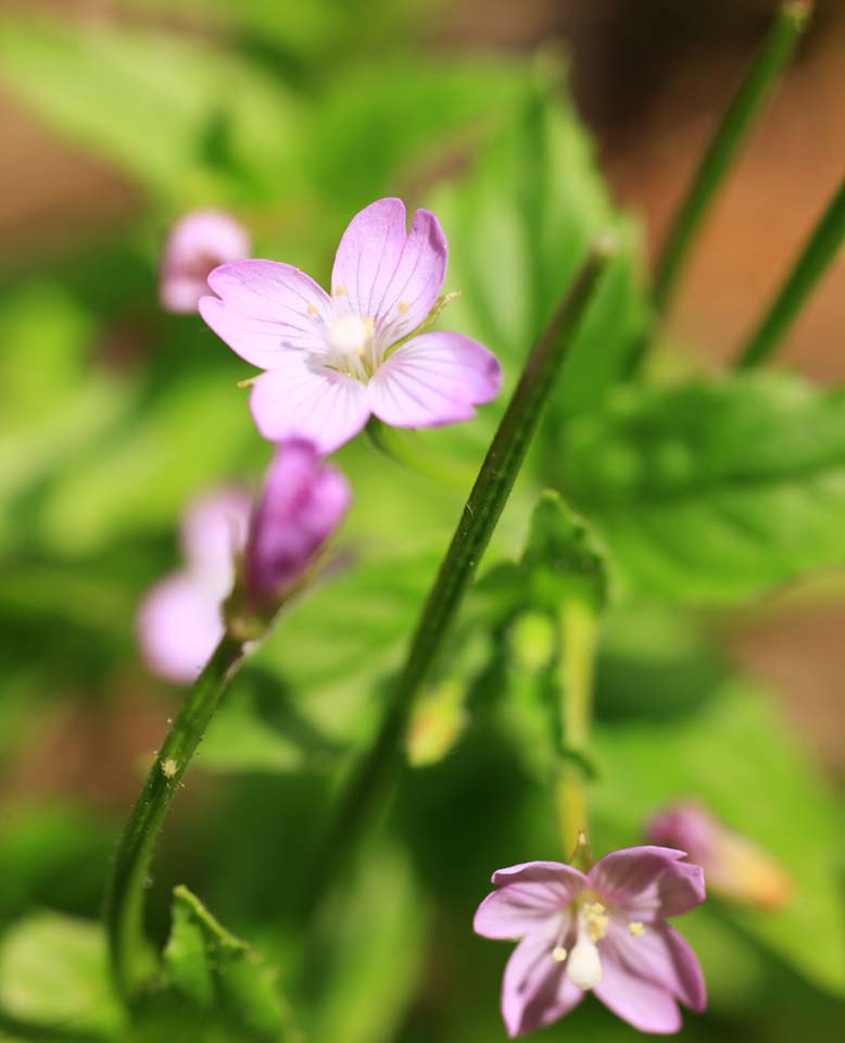 Foto, materiell, befreit, Landschaft, Bild, hat Foto auf Lager,Rosa Blmchen, , , , 