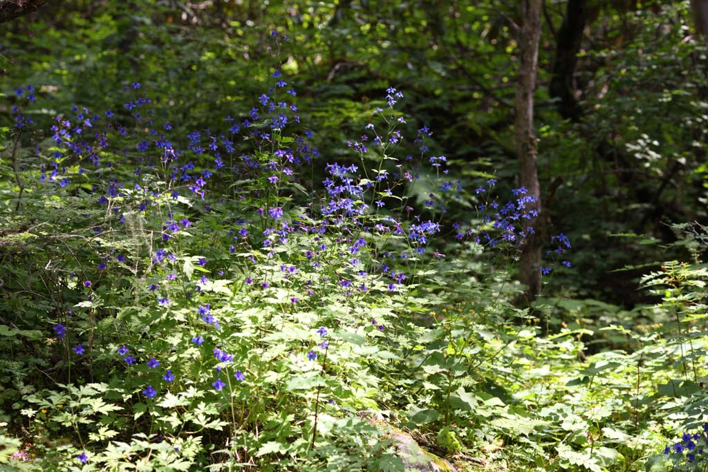 Foto, materieel, vrij, landschap, schilderstuk, bevoorraden foto,Blauw-violette bloemen, , , , 