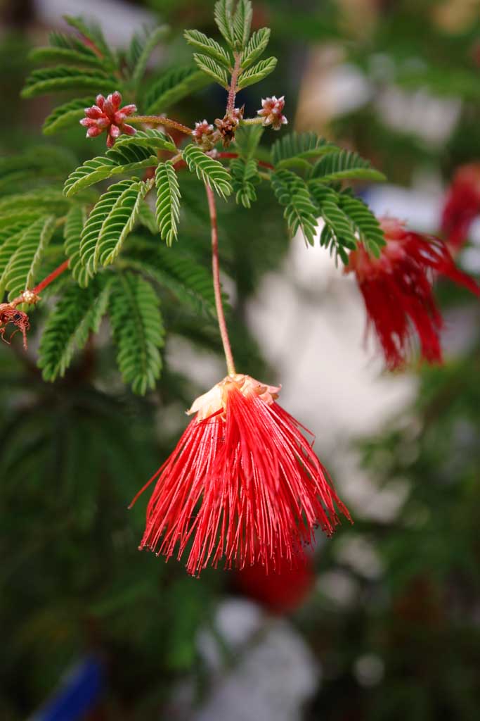 photo, la matire, libre, amnage, dcrivez, photo de la rserve,Fleurs rouges, rouge, , , 