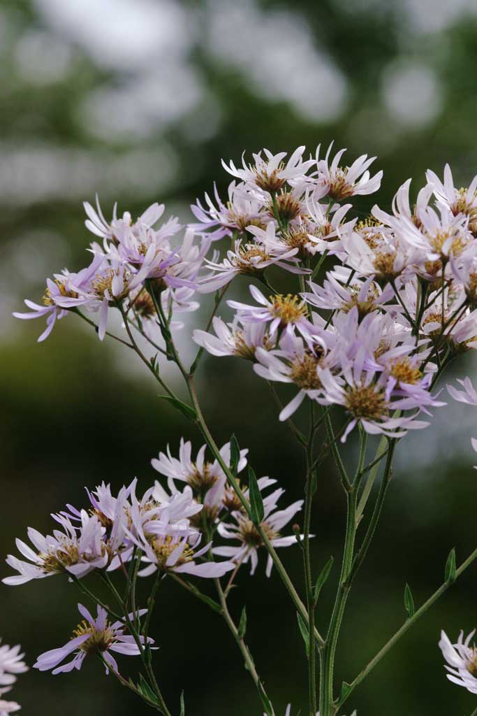 Foto, materieel, vrij, landschap, schilderstuk, bevoorraden foto,Bleeke purpere bloemen, Bleek purper, Hakone, , 