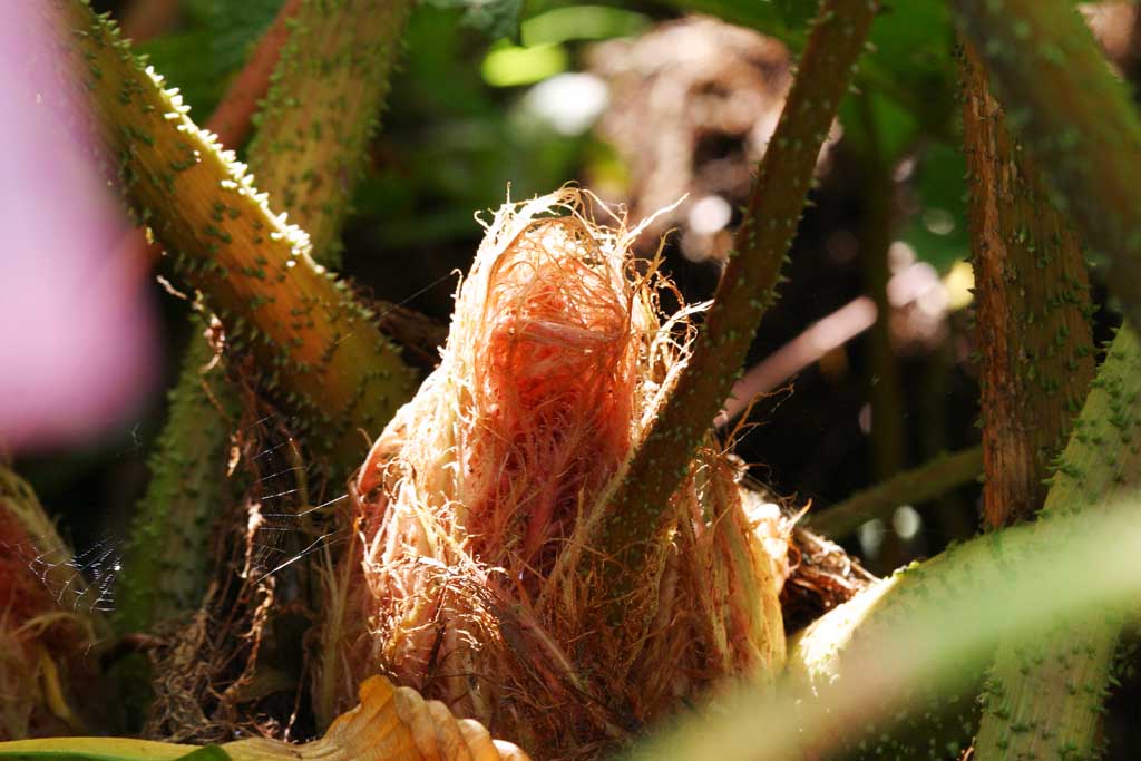 photo,material,free,landscape,picture,stock photo,Creative Commons,Bud with an air of roughness, bud, Hakone, , 