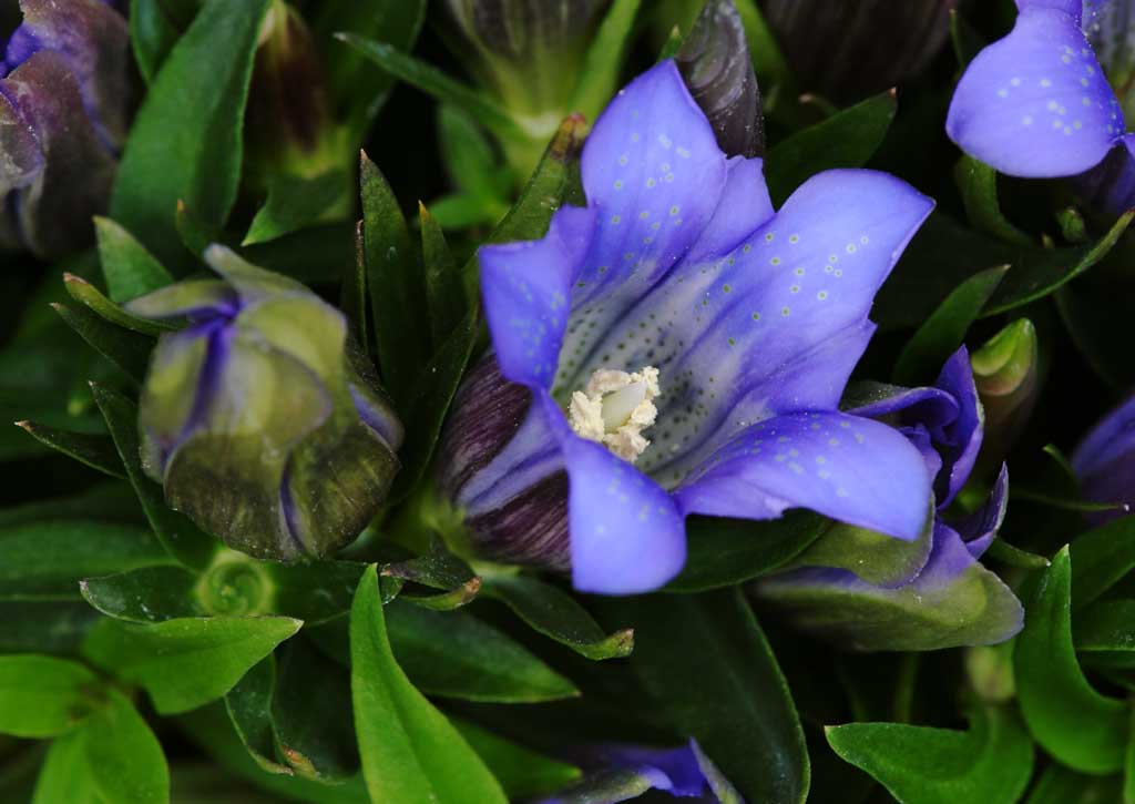 Foto, materiell, befreit, Landschaft, Bild, hat Foto auf Lager,Gentian blht, gentiflower, , , 