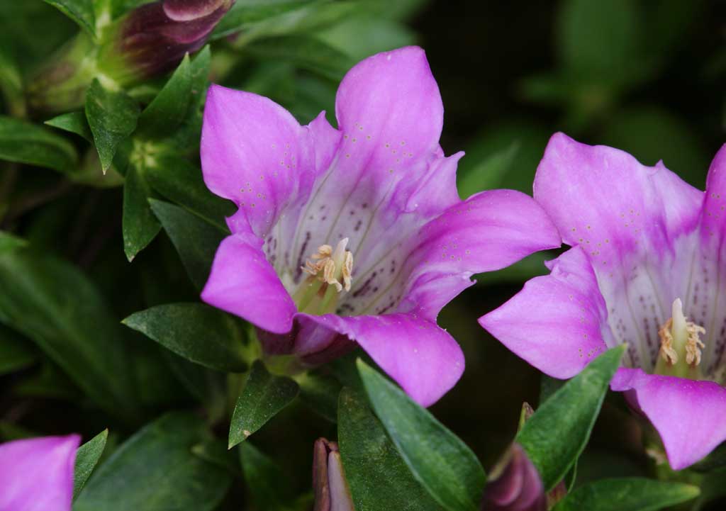 fotografia, materiale, libero il panorama, dipinga, fotografia di scorta,Gentian fiorisce, gentiflower, , , 