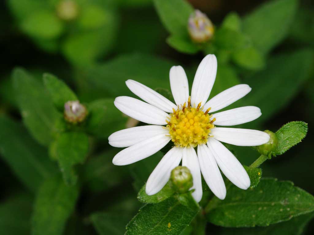 photo,material,free,landscape,picture,stock photo,Creative Commons,White flower, white, Hakone, , 