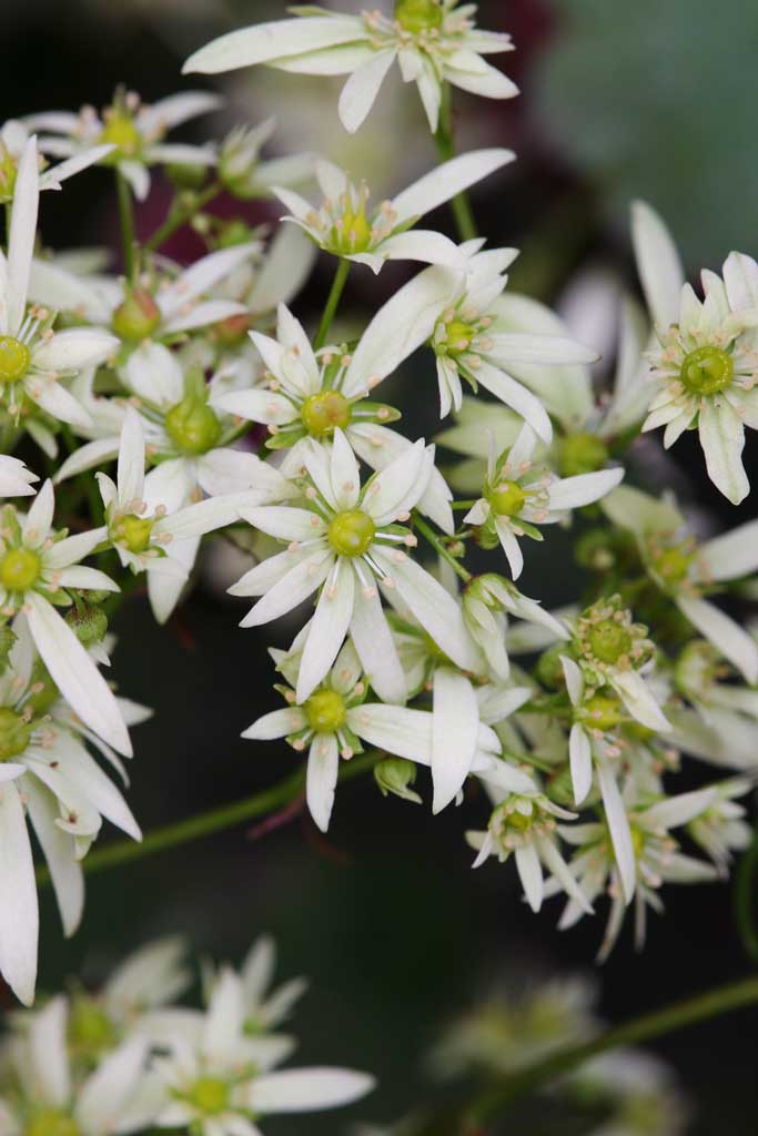 Foto, materiell, befreit, Landschaft, Bild, hat Foto auf Lager,Weie Blumen, wei, Hakone, , 