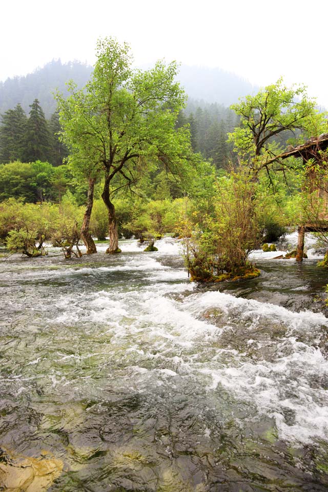 photo,material,free,landscape,picture,stock photo,Creative Commons,Jiuzhaigou bonsai Nada, , , , 