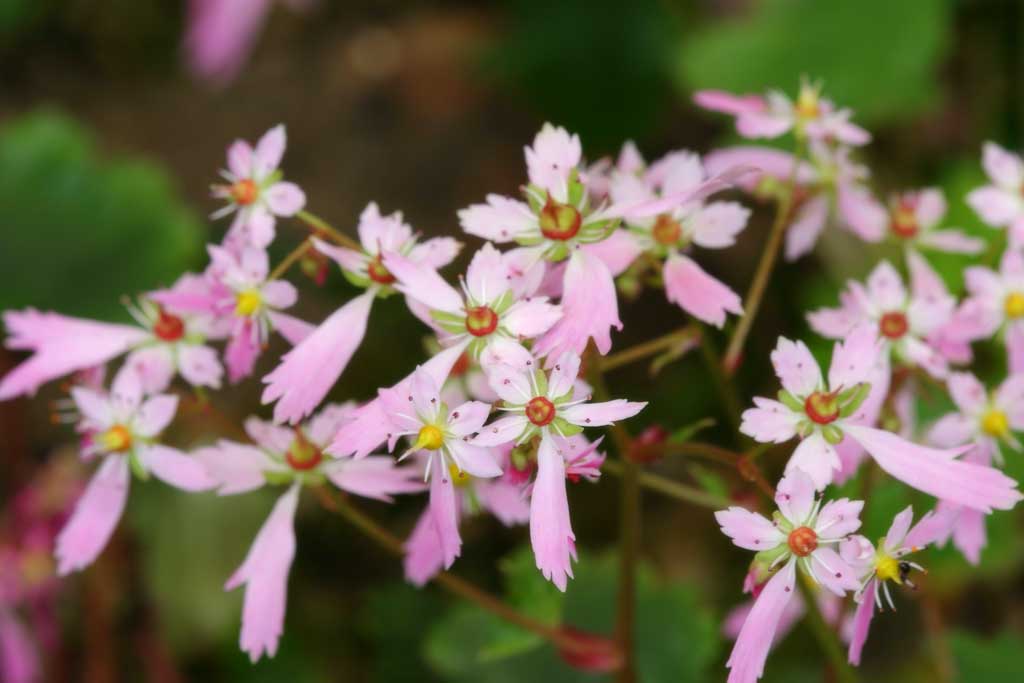 photo,material,free,landscape,picture,stock photo,Creative Commons,Pink flowers, pink, Hakone, , 
